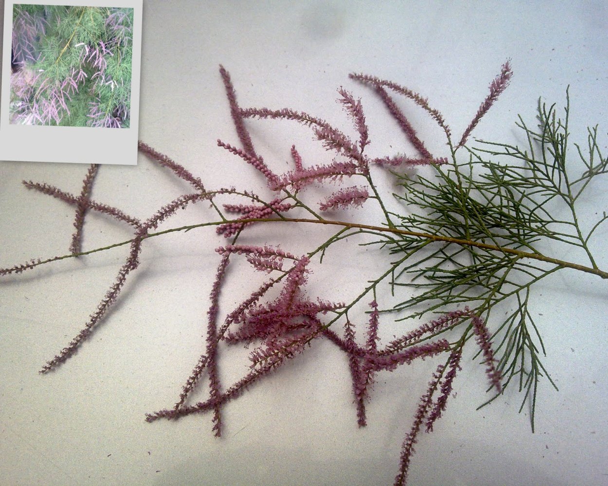 Тамариск дерево Египет