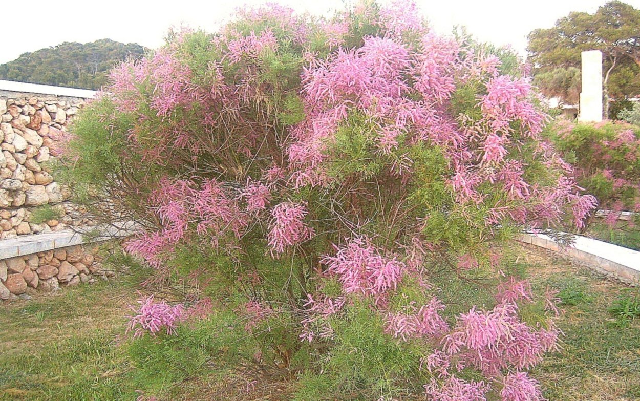 Тамарикс ветвистейший Пинк Каскад