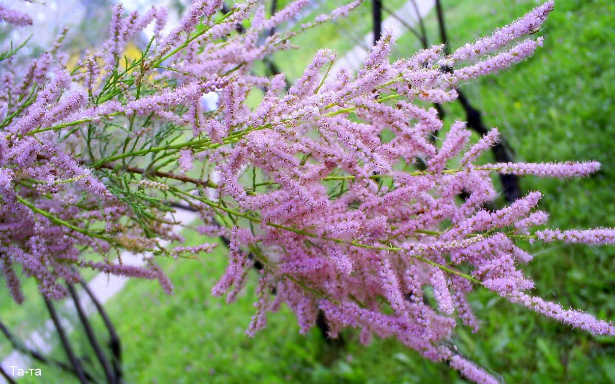 Тамарикс дерево