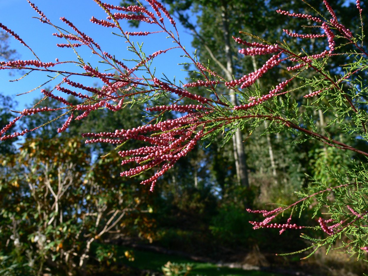 Тамарикс рыхлый
