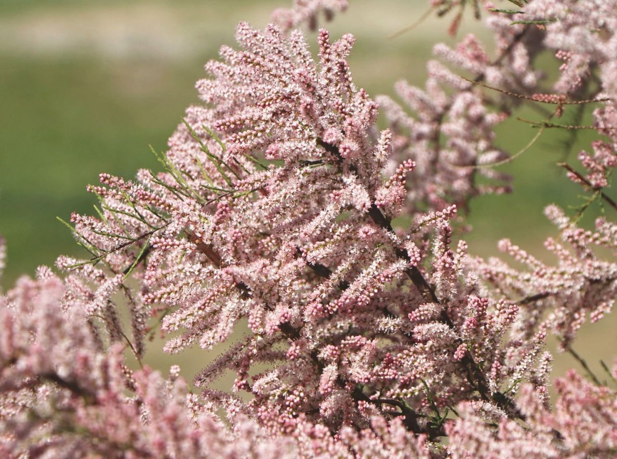 Тамарикс четырехтычинковый Африкана