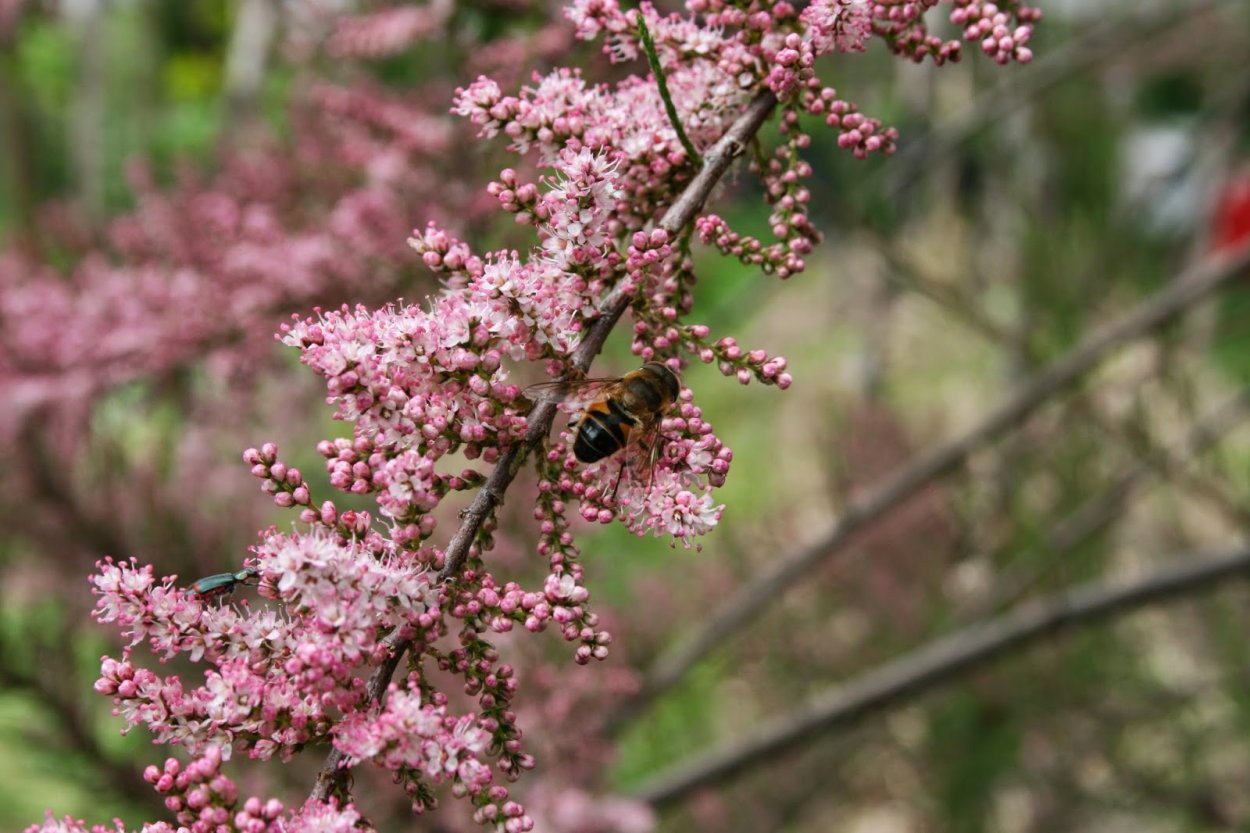 Тамарикс Сибирский