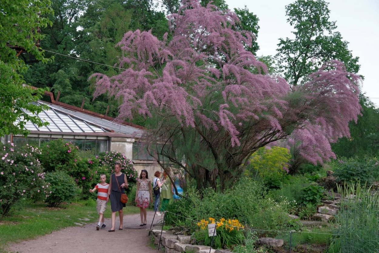 Саудовская Аравия Тамариск