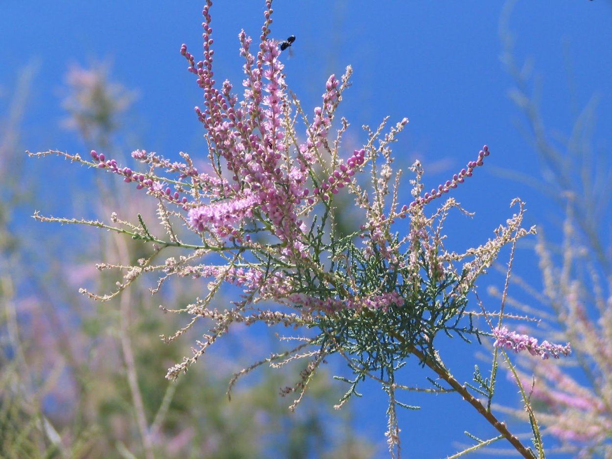 Тамариск Степной