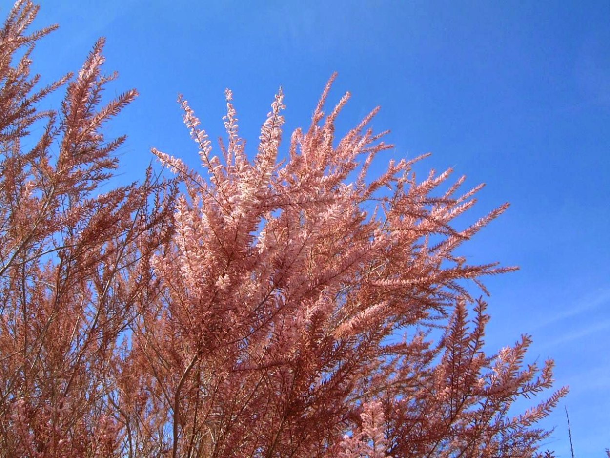 Тамарикс многоветвистый Астраханский заповедник