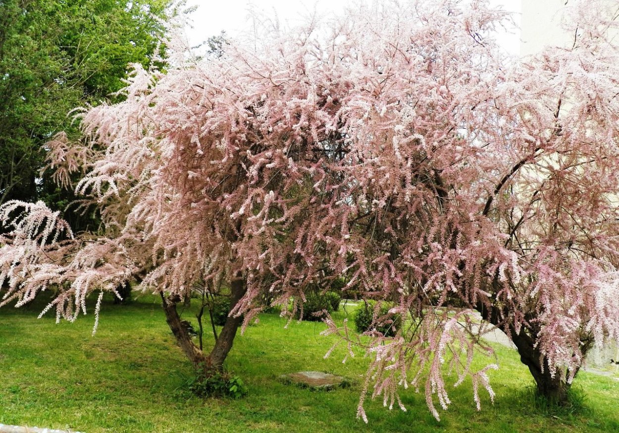 Тамарикс четырехтычинковый