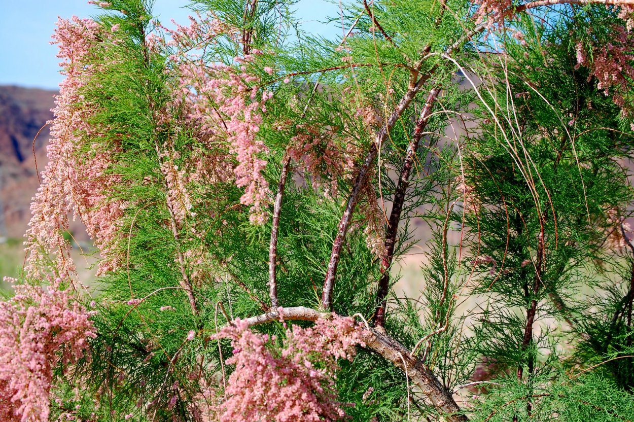 Тамарикс Африкана