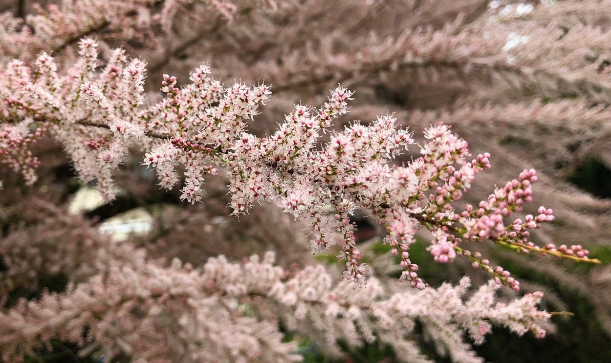Тамарикс четырехтычинковый Tamarix tetrandra