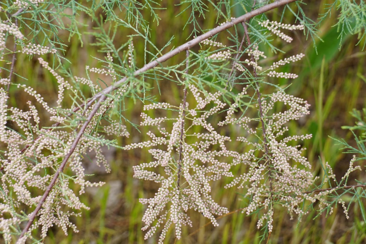 Джузгун тамарикс