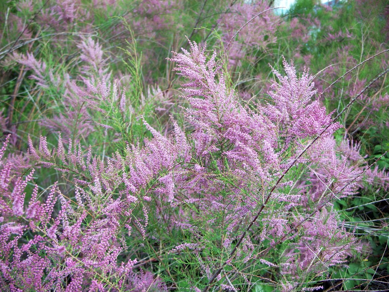 Тамарикс Астраханский заповедник