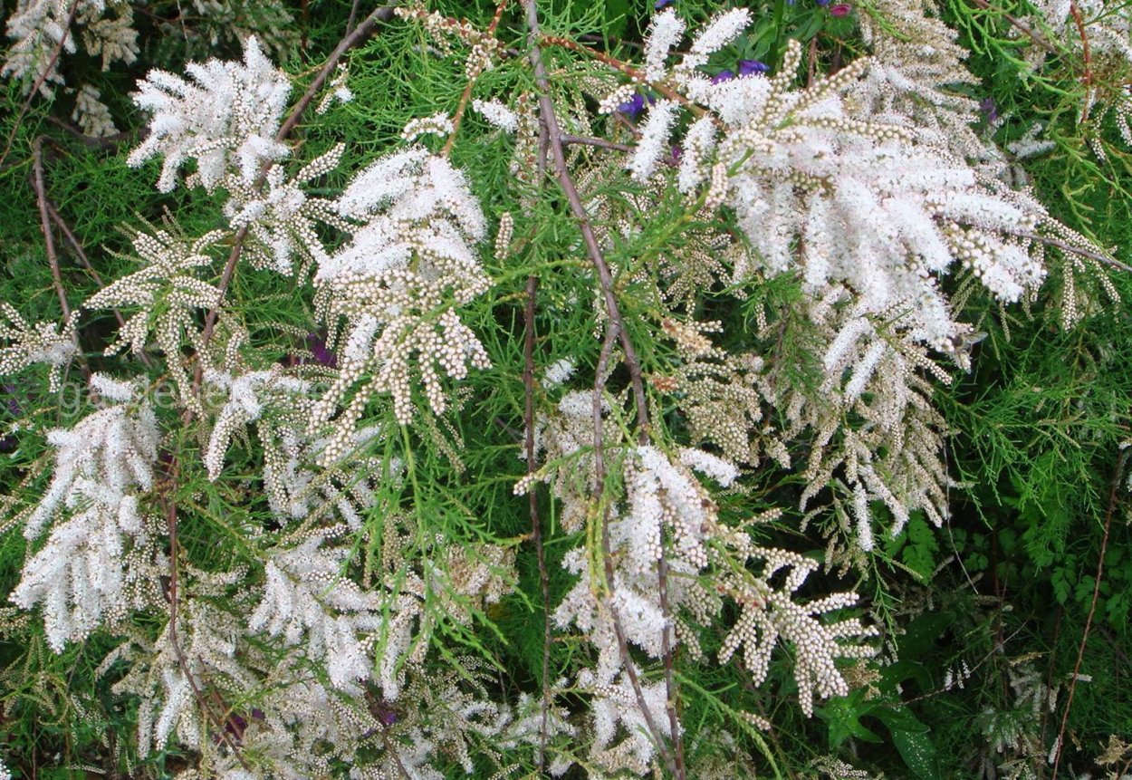 Тамарикс четырехтычинковый