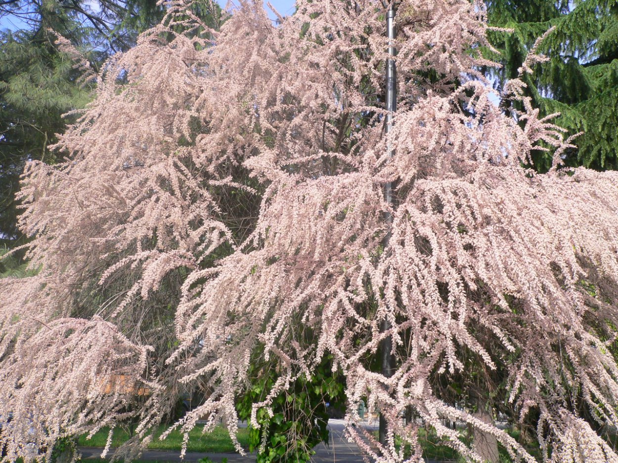 Тамариск кустарник Манна