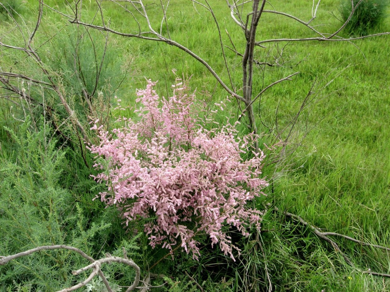 Тамарикс Африкана