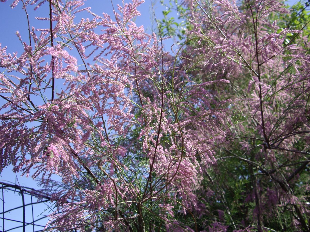 Тамарикс четырехтычинковый Африкана