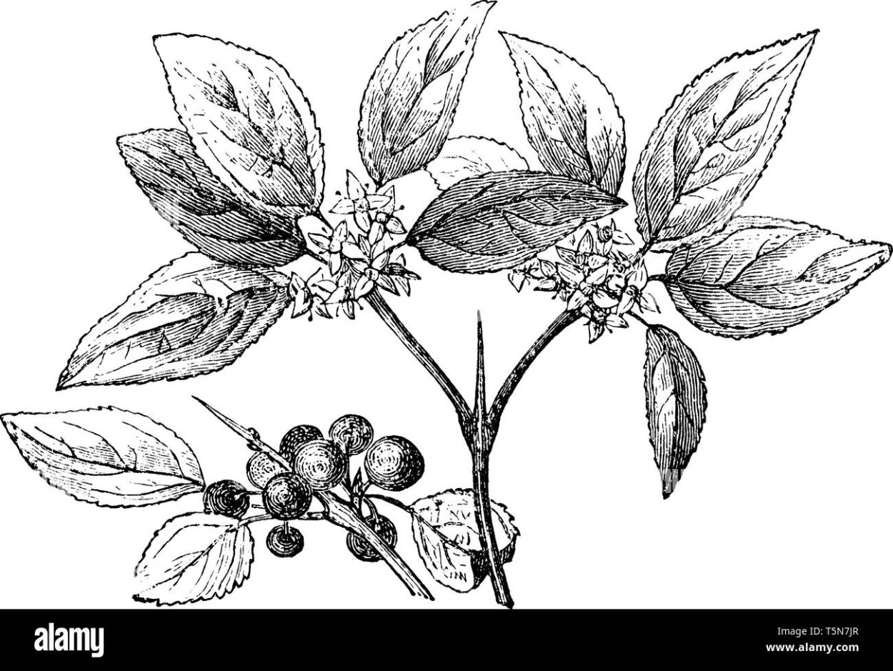 Кора крушины ЛРС