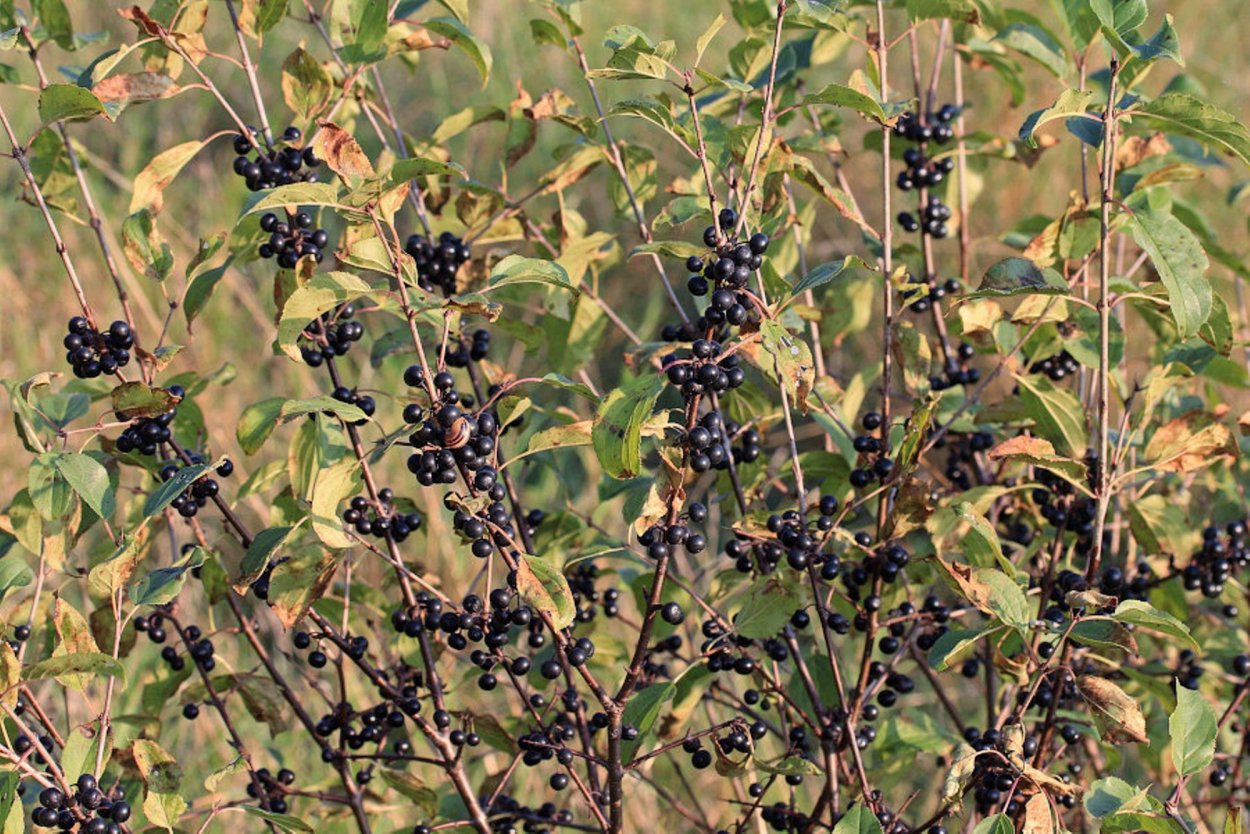 Крушина ломкая ягоды