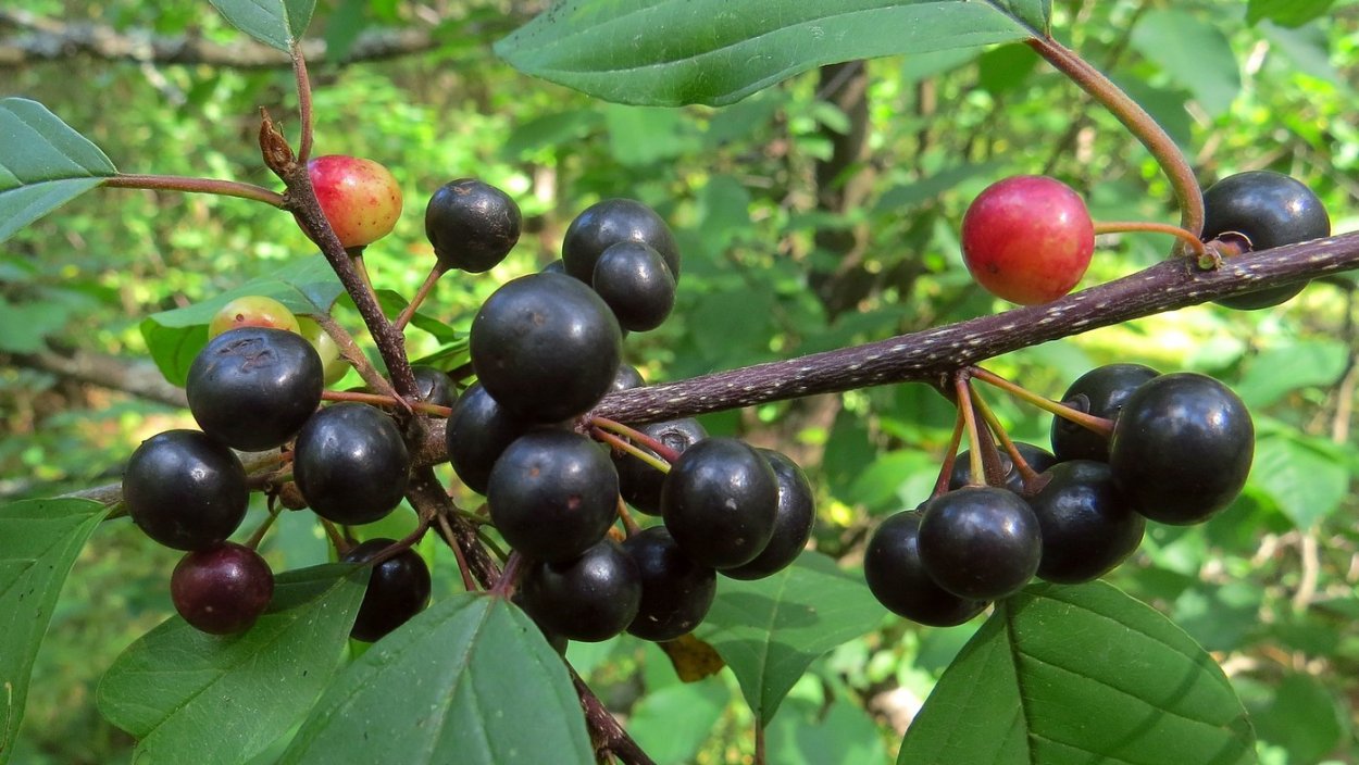 Волчья ягода Крушина