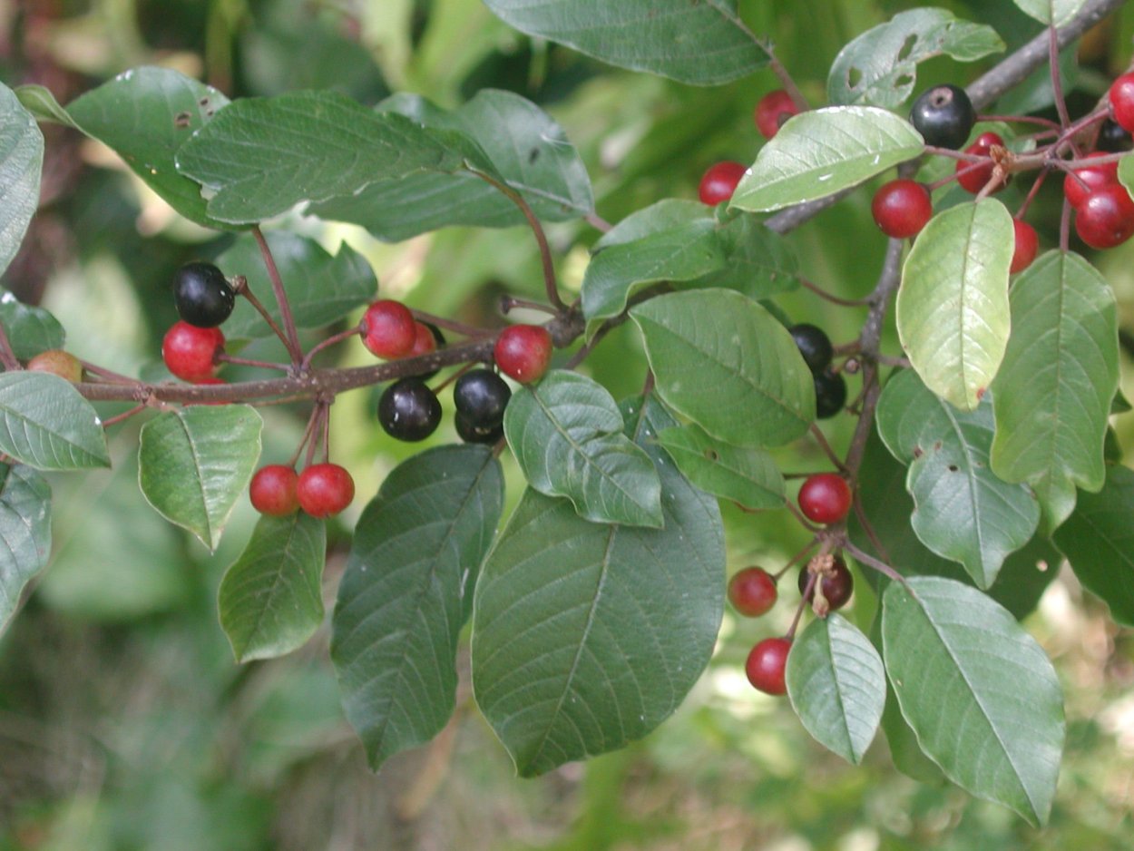 Кора крушины дерево