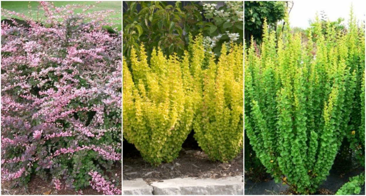 Клён веерный Acer palmatum Atropurpureum