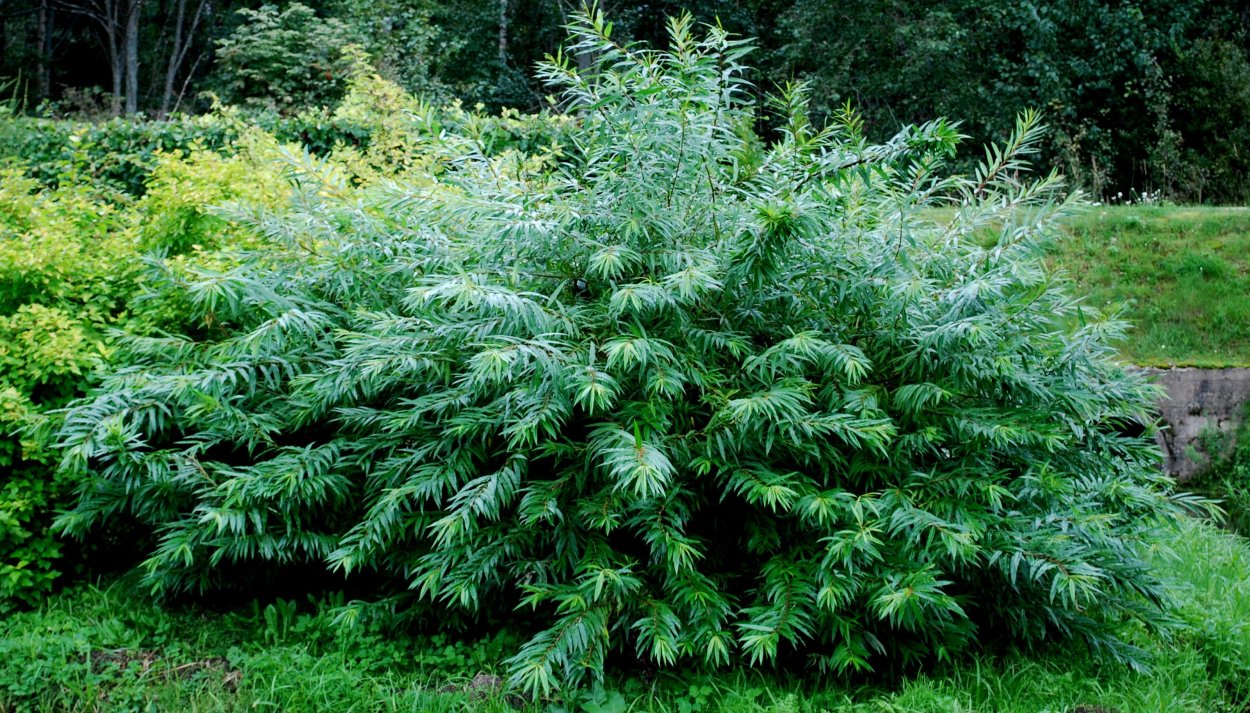 Ива Сахалинская Секка