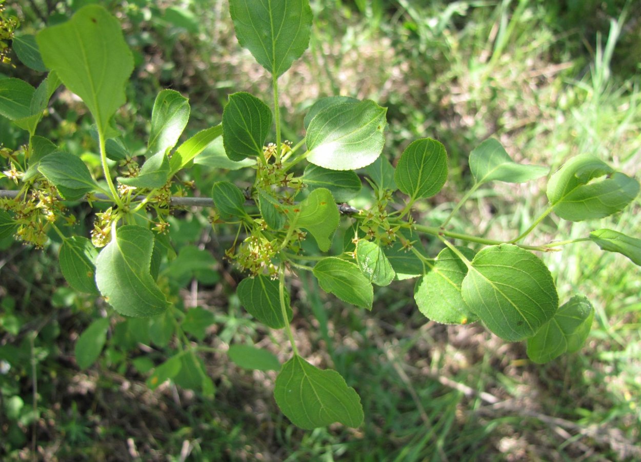 Жостер слабительный куст