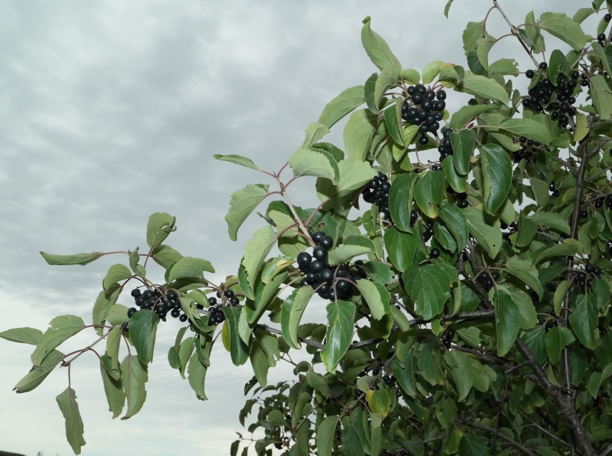 Жостер слабительный (Rhamnus cathartica)