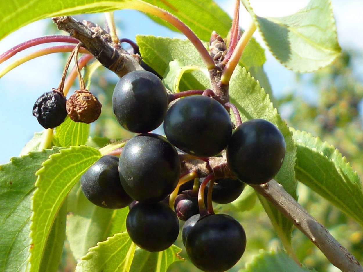 Крушина ломкая жостер