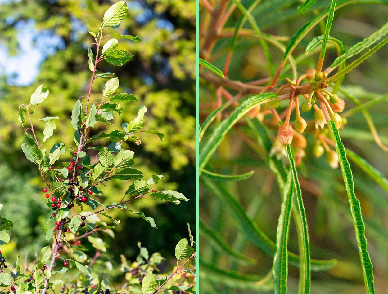 Крушина ольховидная дерево