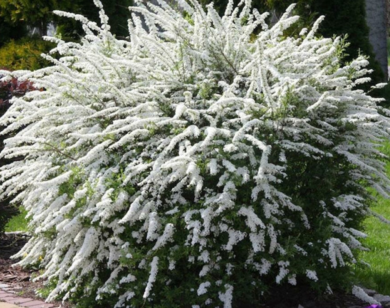 Cedrus Atlantica glauca