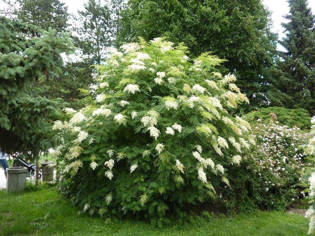 Бузина Блэк Бьюти