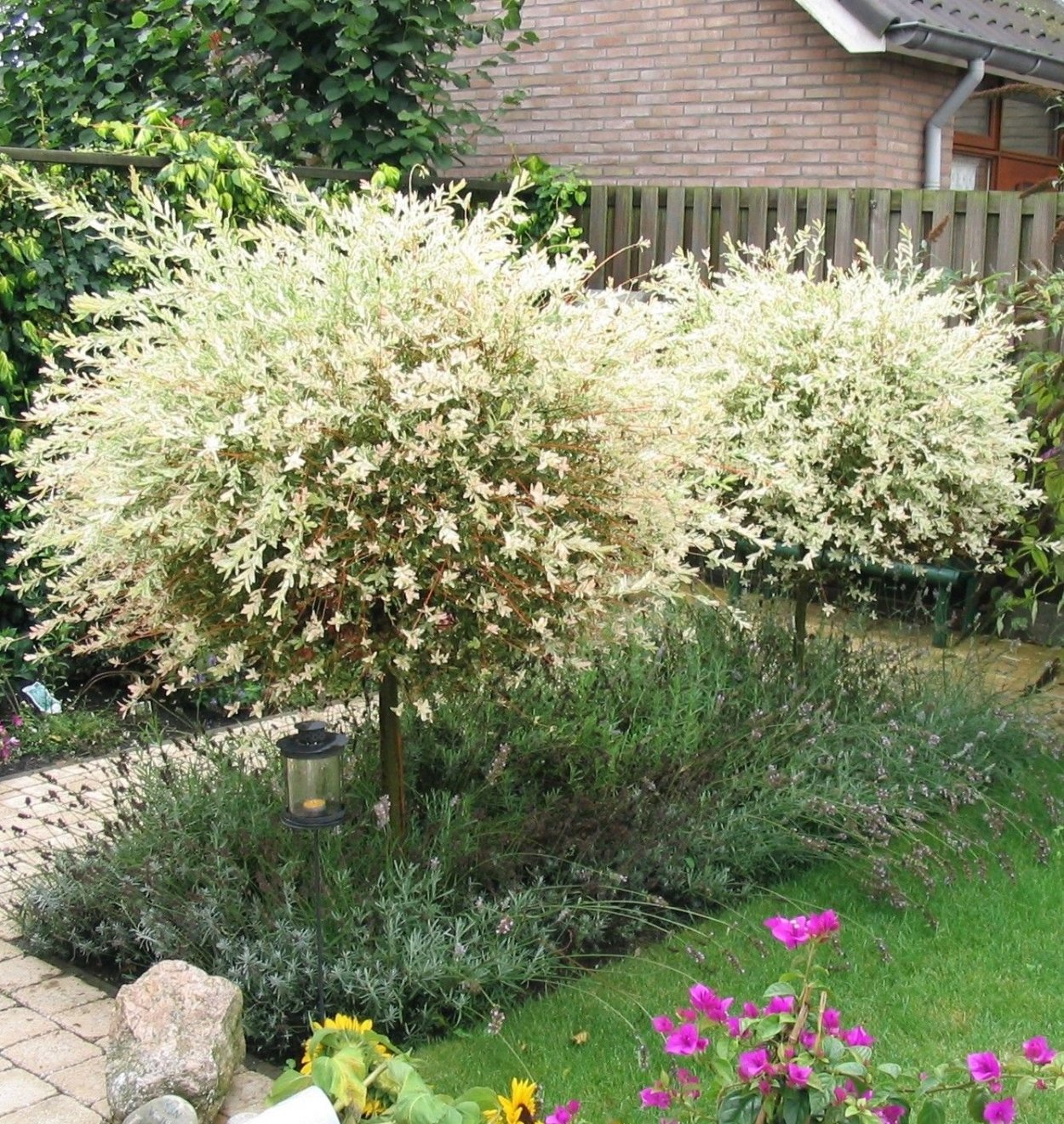 Декоративные кустарники рододендрон