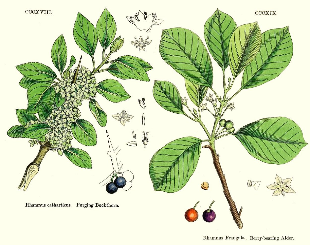 Конский каштан трава в аптеке