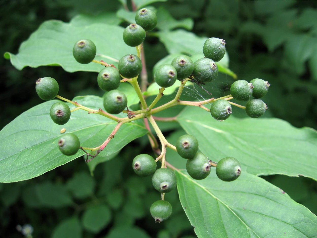 Жостер Палласа