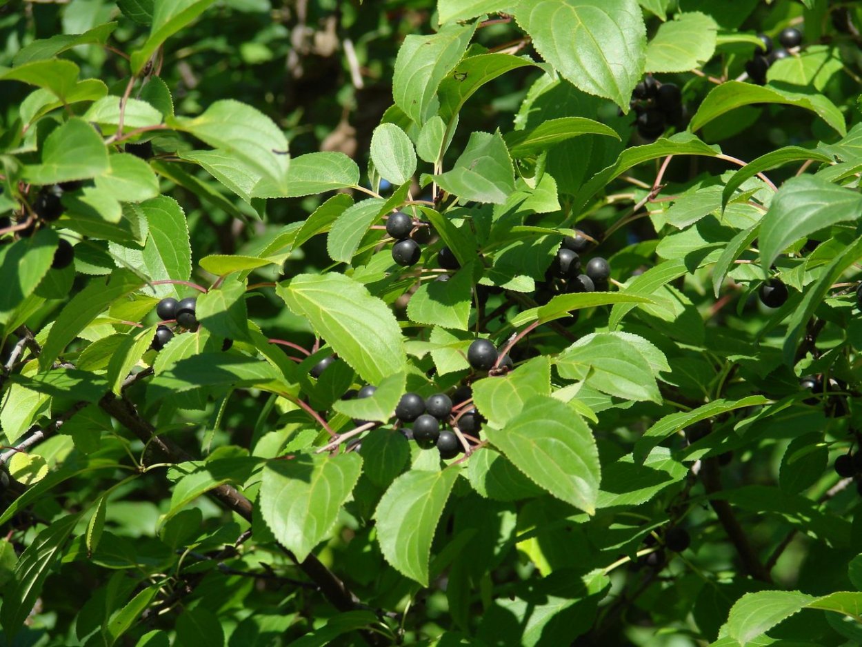 Жостер слабительный (Rhamnus cathartica)