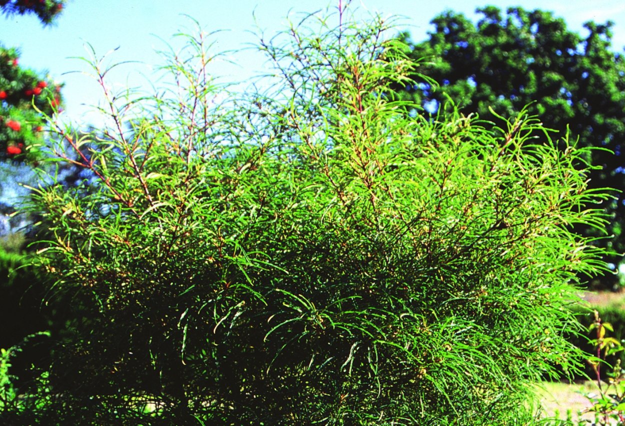 Крушина ломкая жостер слабительный