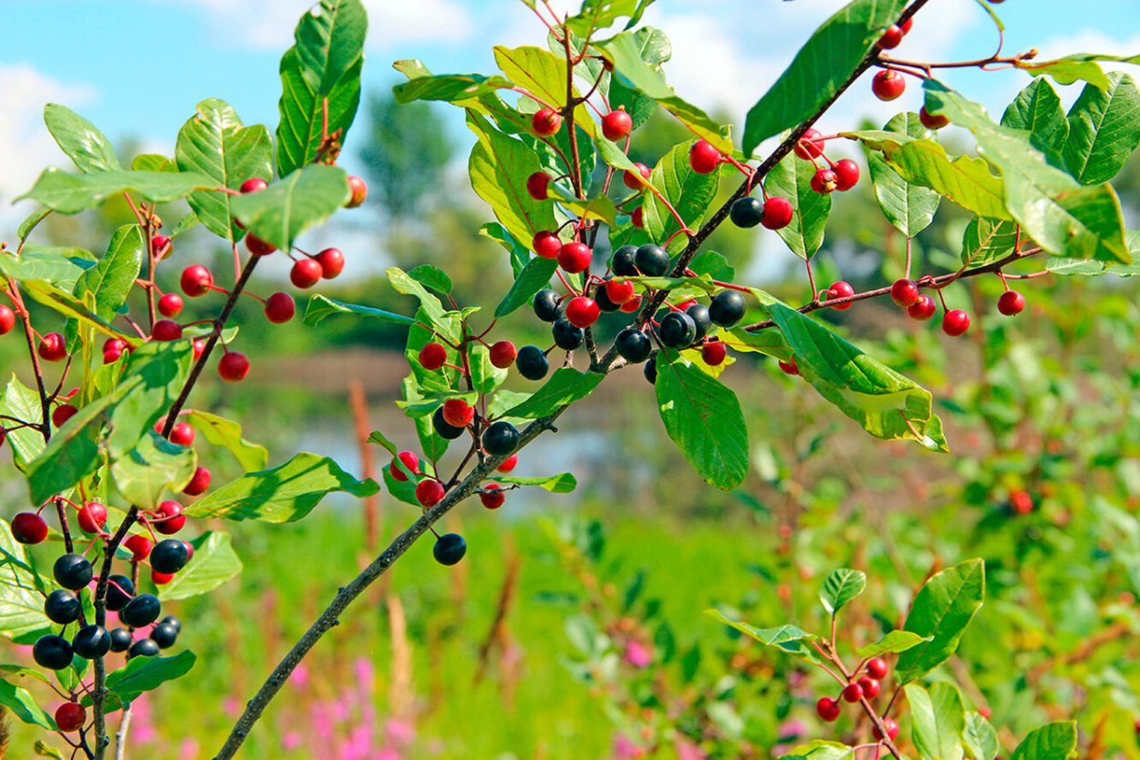 Толокнянка листья 50г Красногорск
