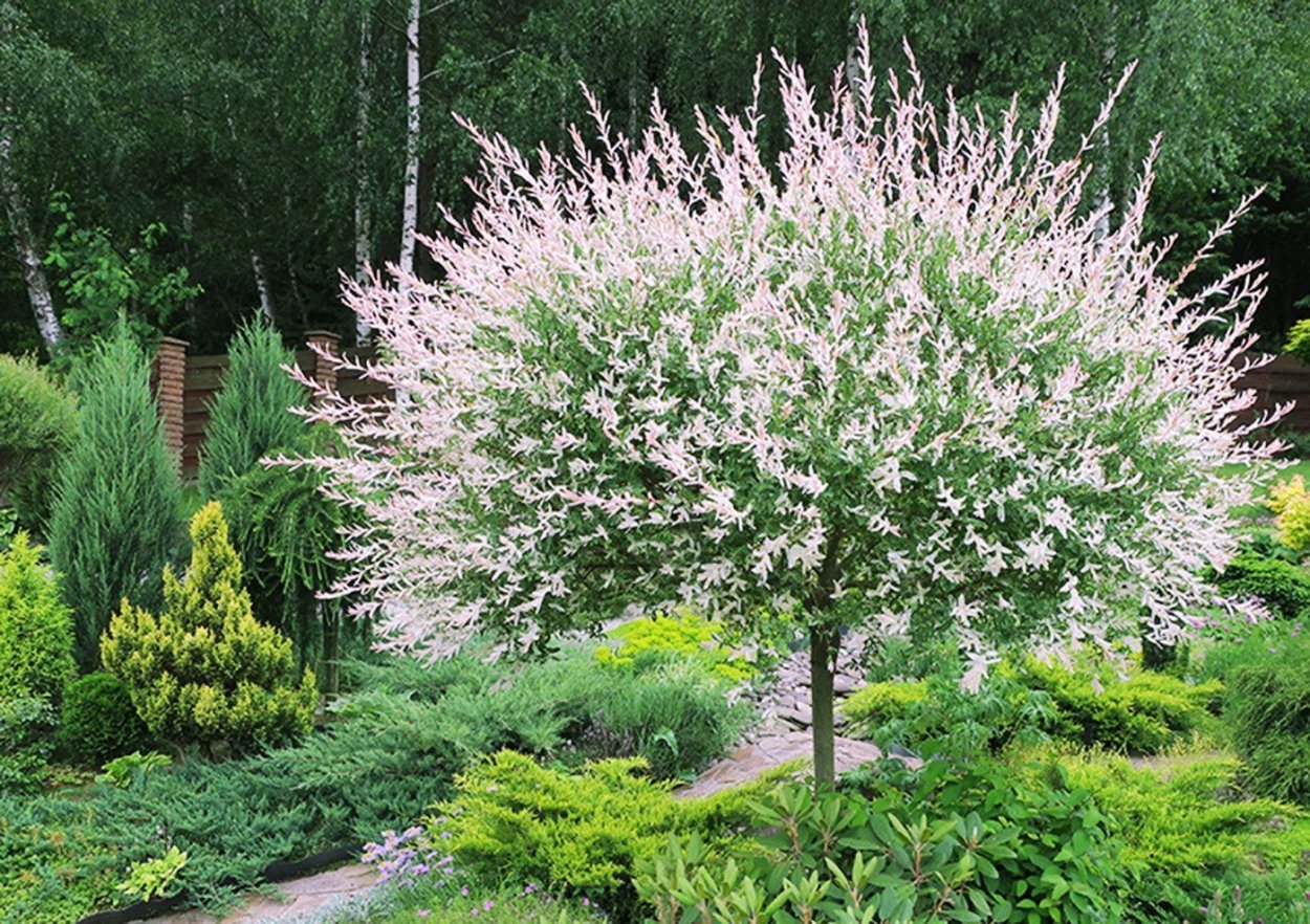 Барбарис Тунберга Адмирейшн
