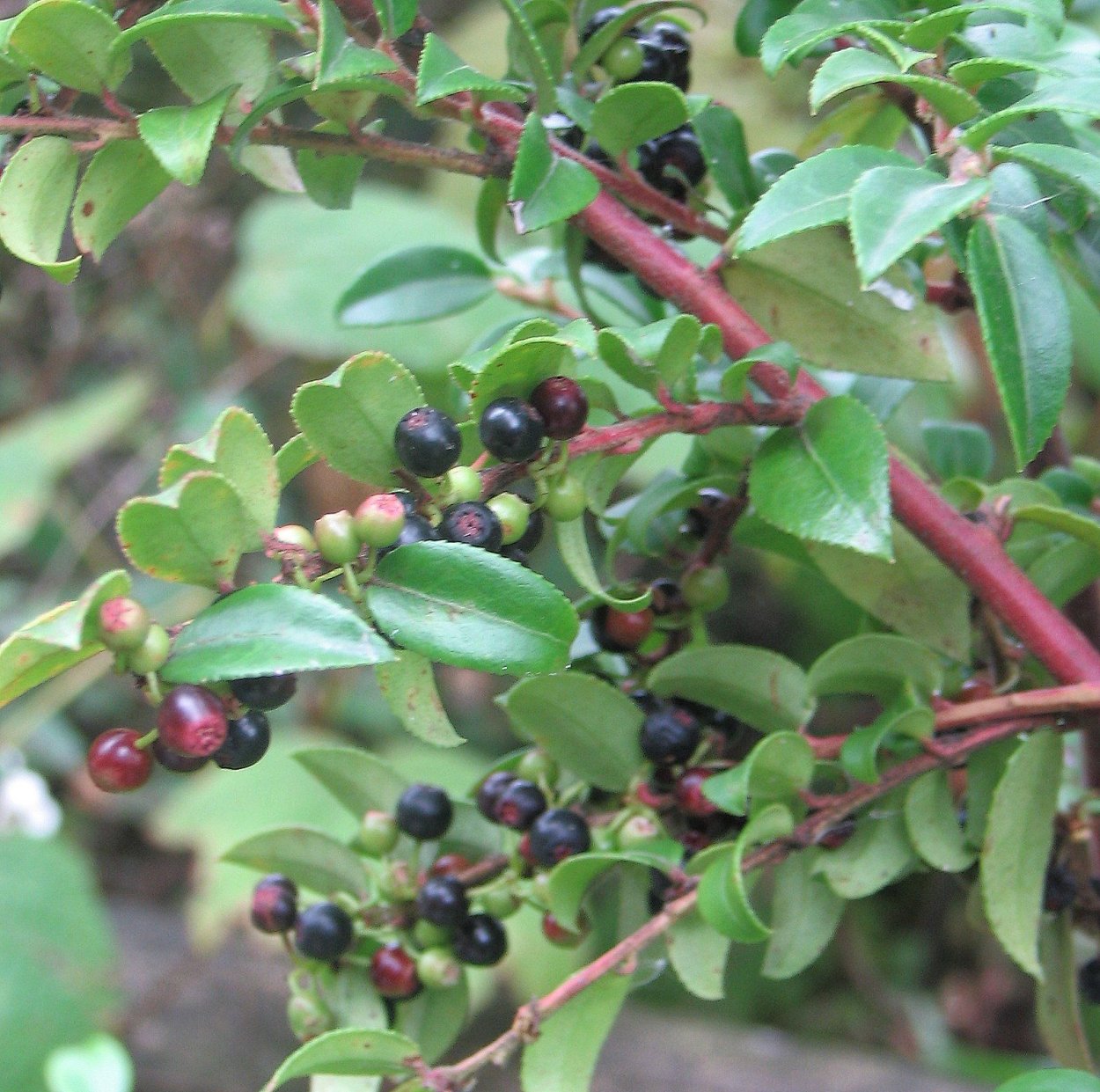 Крушина Крымская