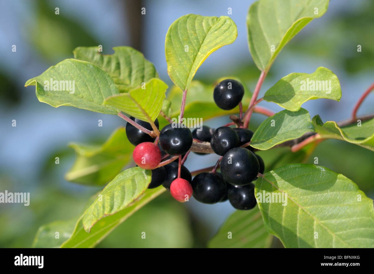 Крушина слабительная (Rhamnus cathartica)