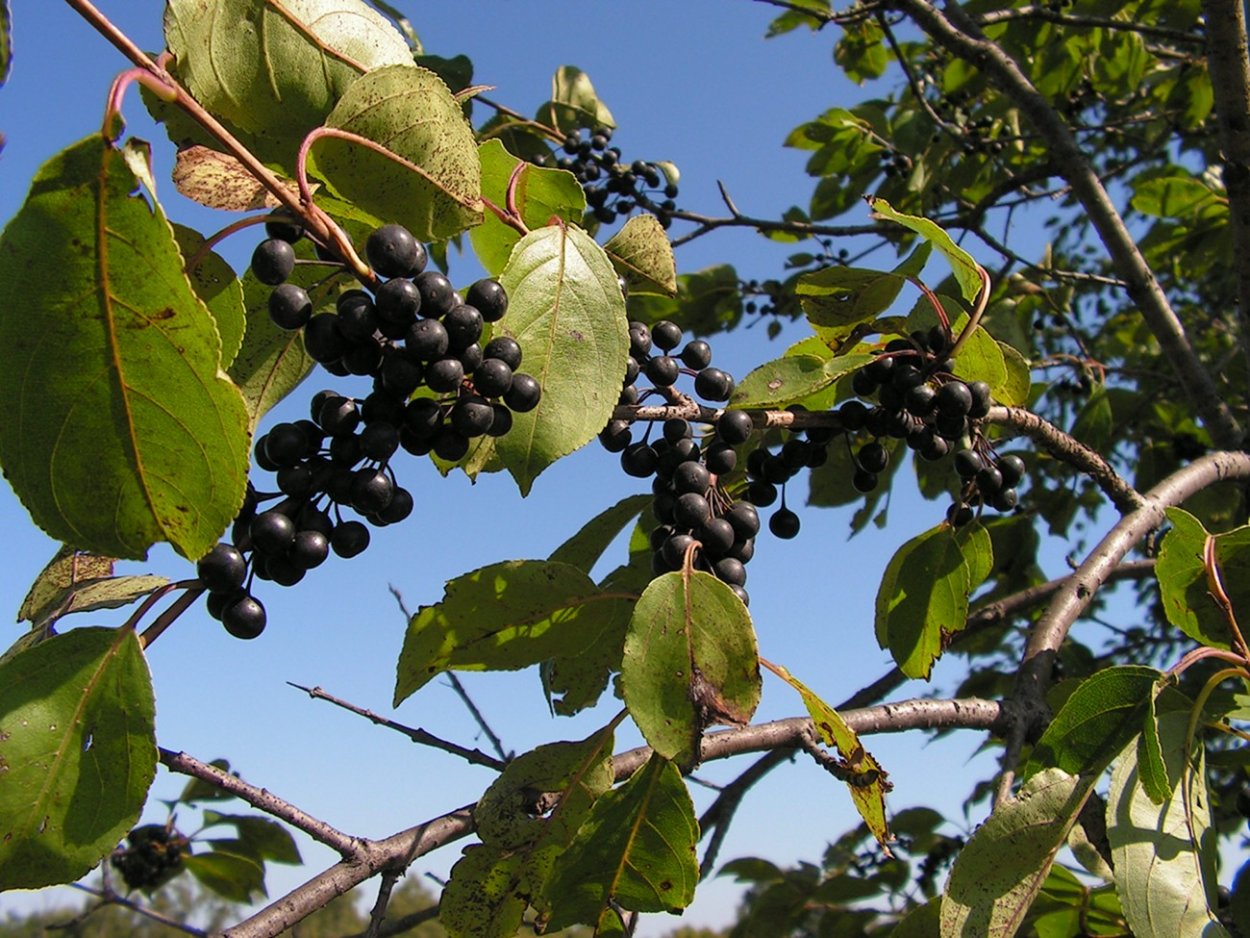 Жостер слабительный (Rhamnus cathartica)