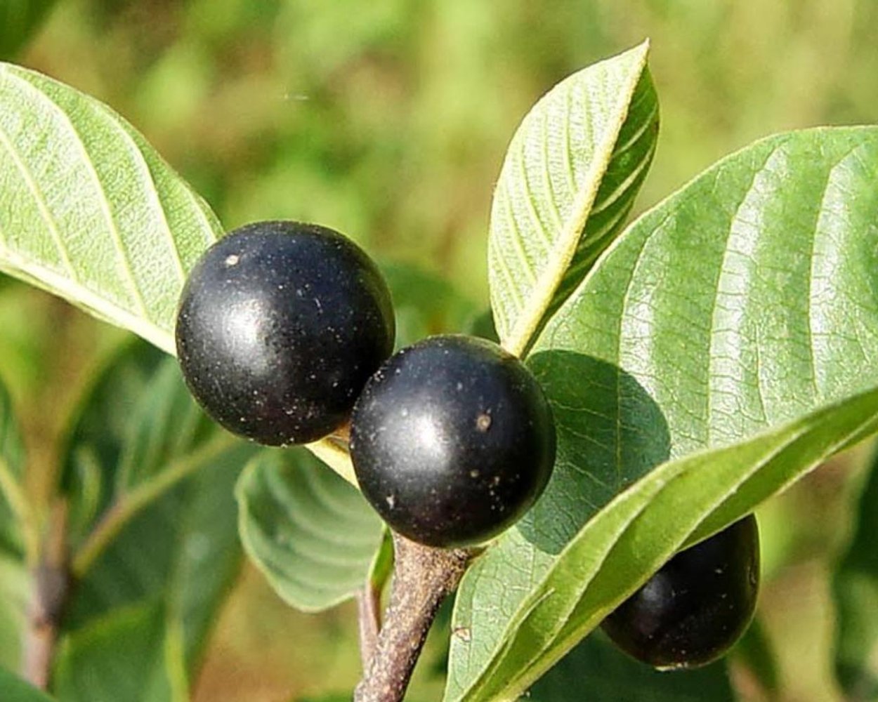 Крушина слабительная (Rhamnus cathartica)