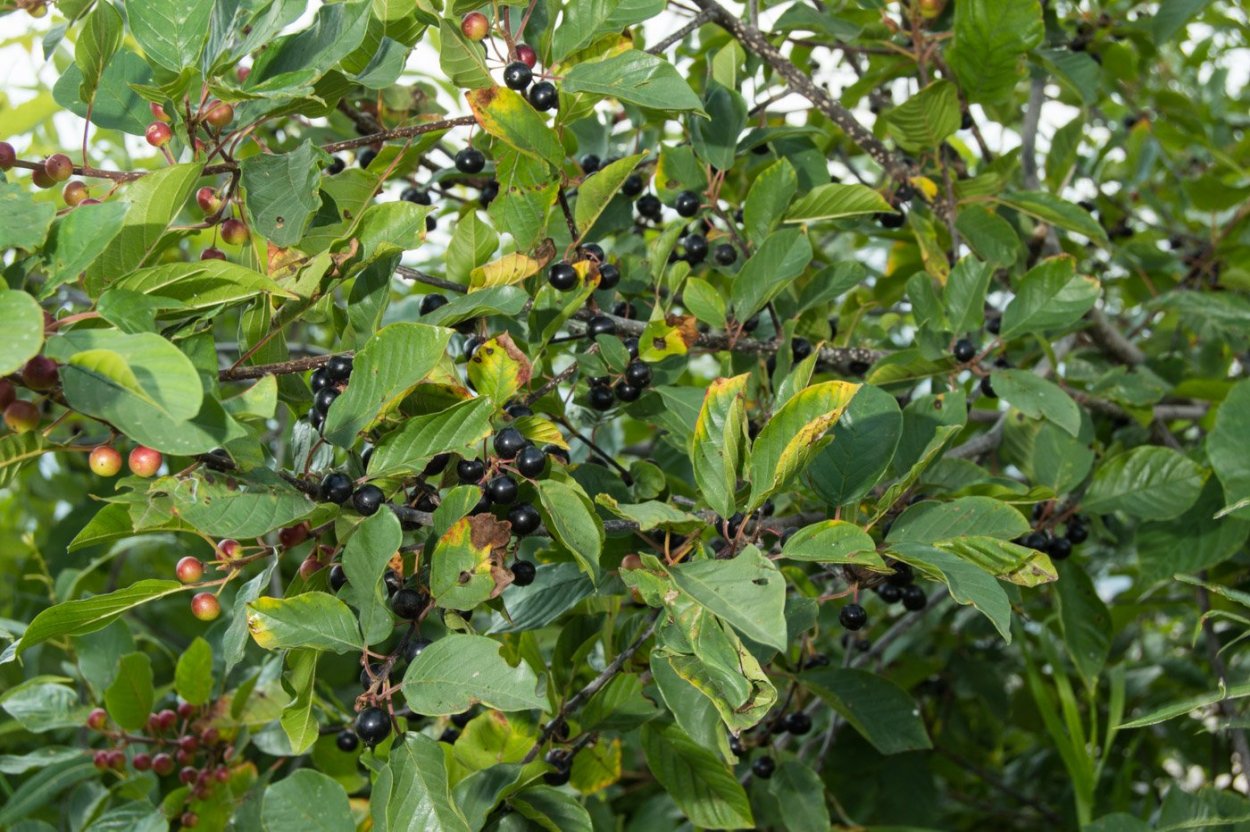 Крушина ломкая (ольховидная)