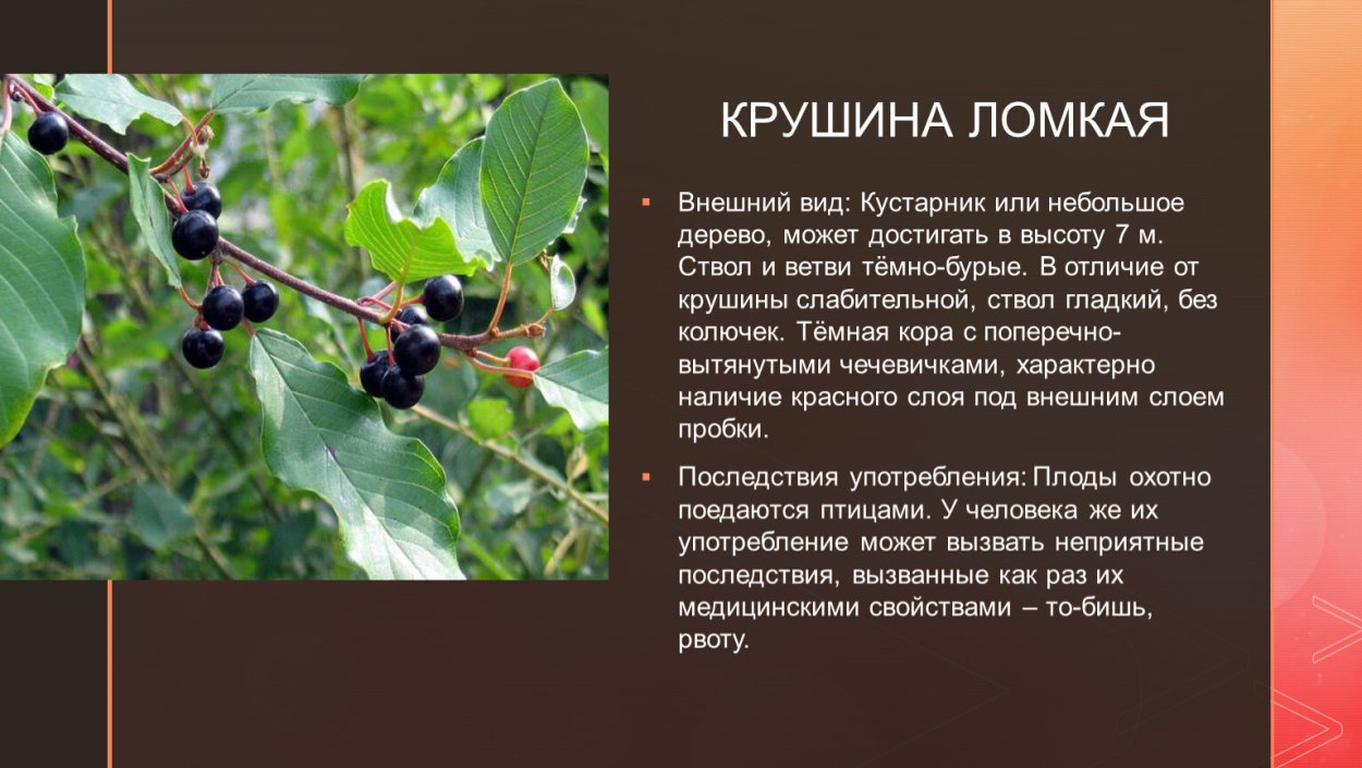 Крушина ольховидная кора