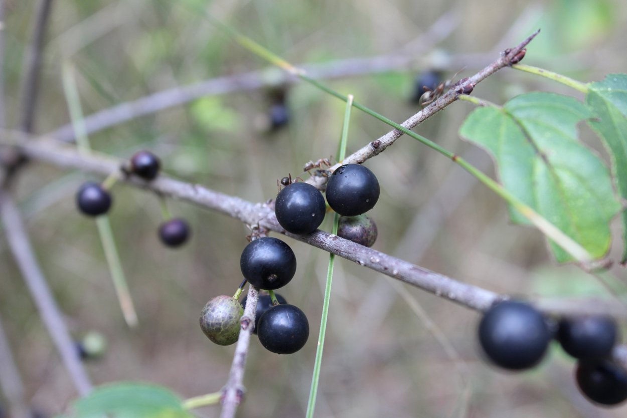 Крушина ольховидная цветет