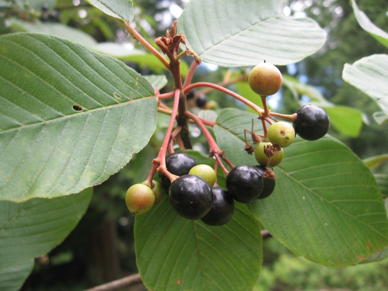 Жостер слабительный (Rhamnus cathartica)