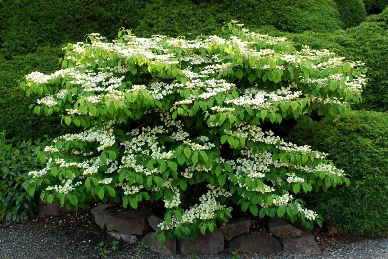 Пузыреплодник дерен миксбордер