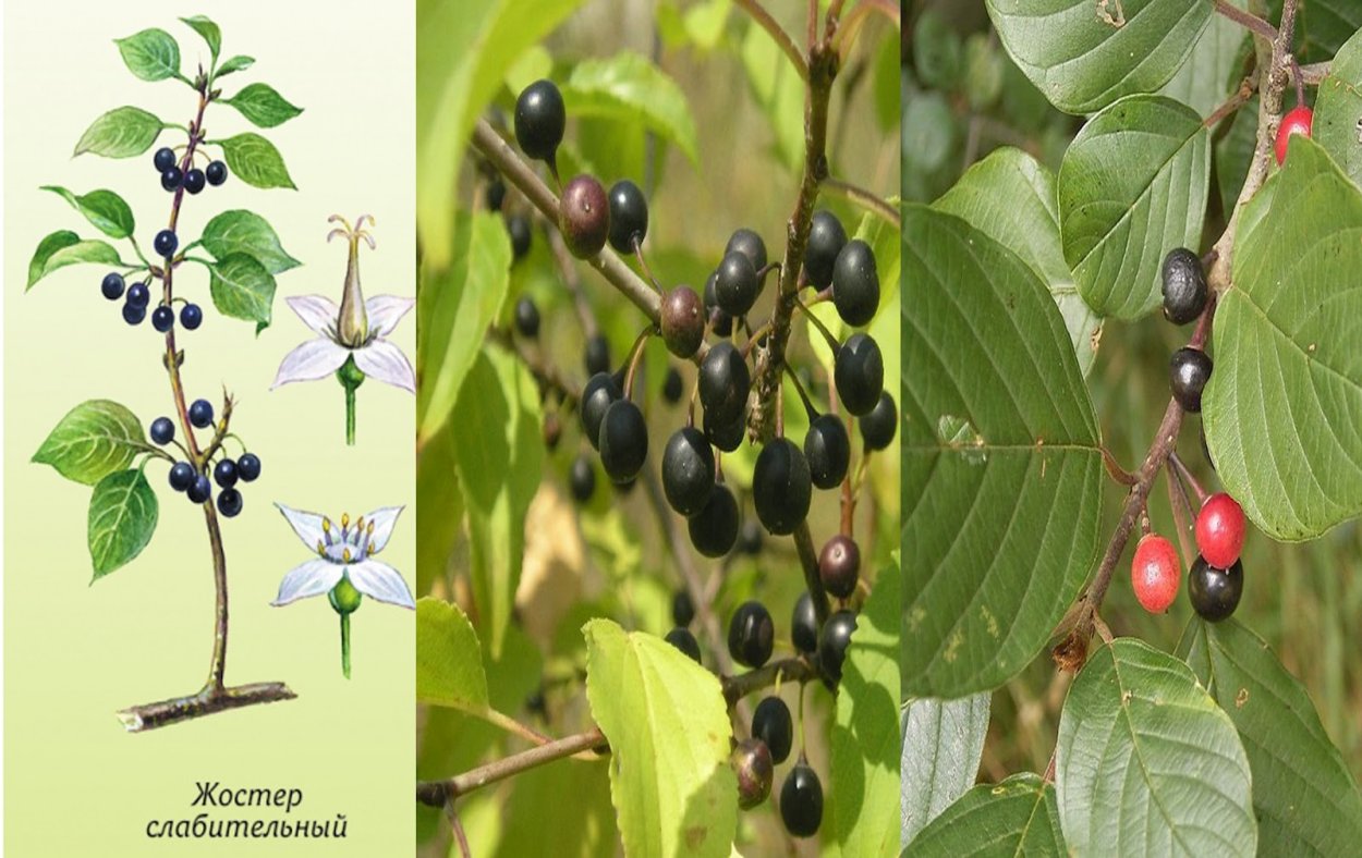 Травяной сбор "похудение"