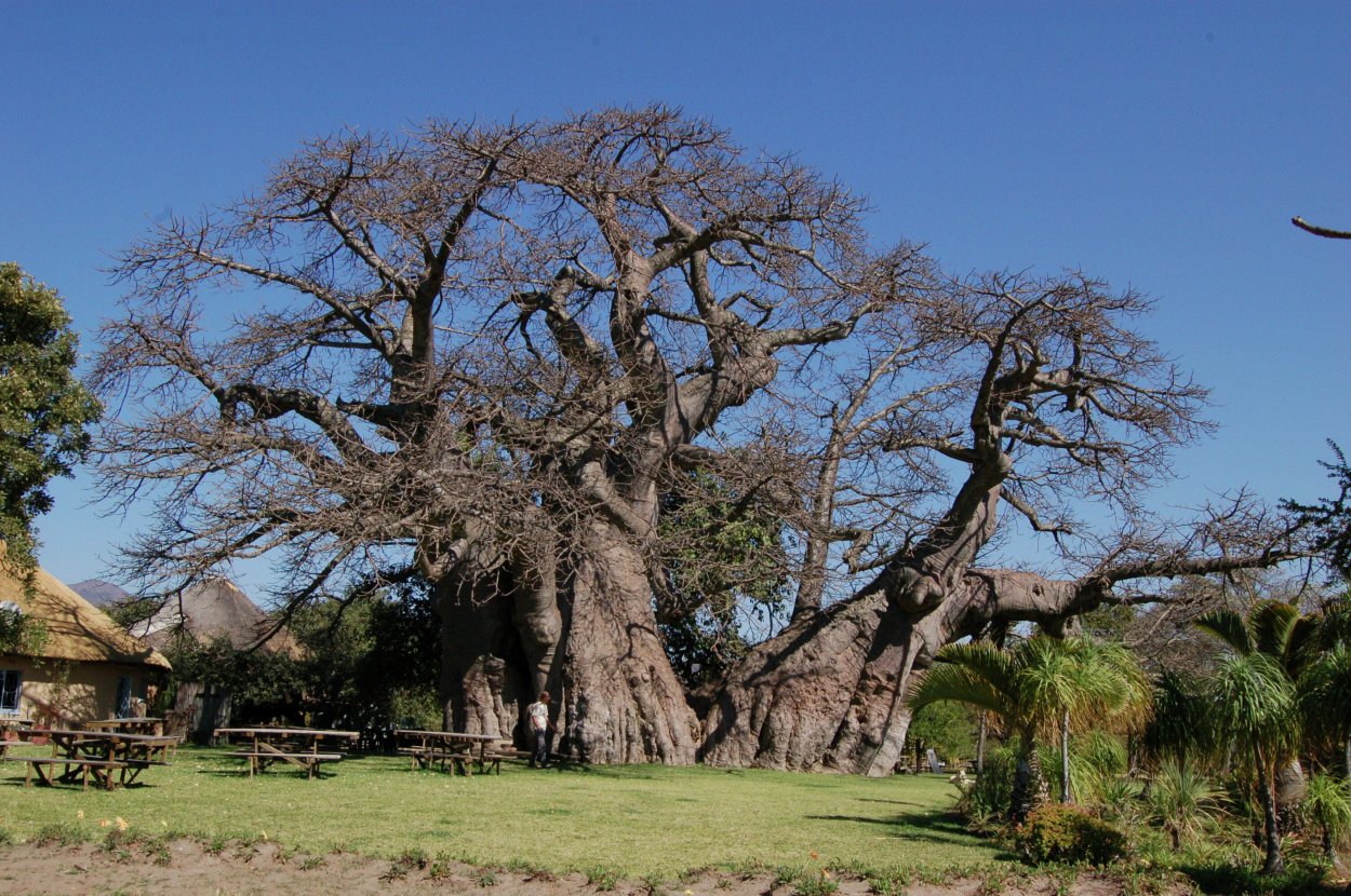 Серенгети дерево