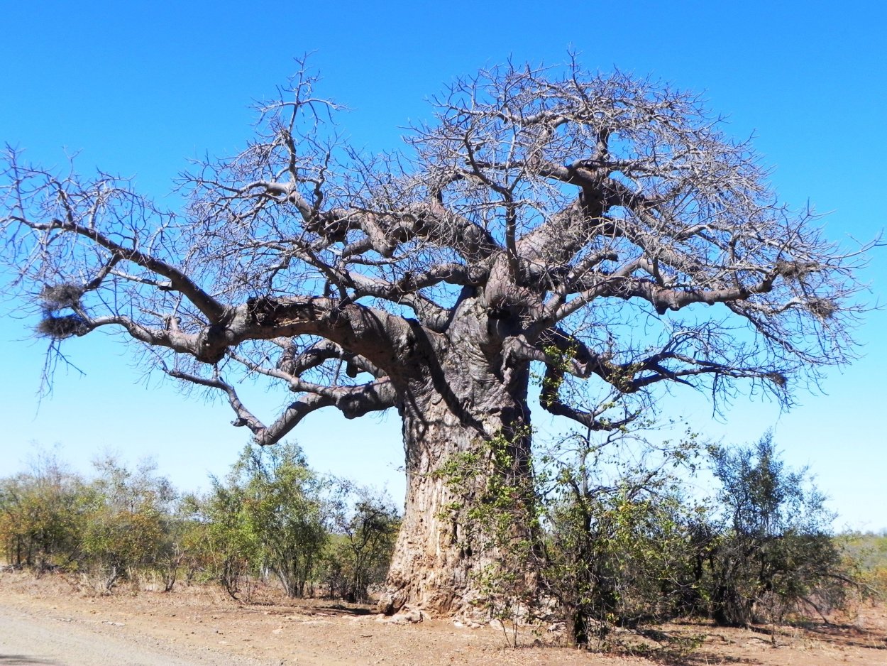 Adansonia digitata баобаб Адансония пальчатая