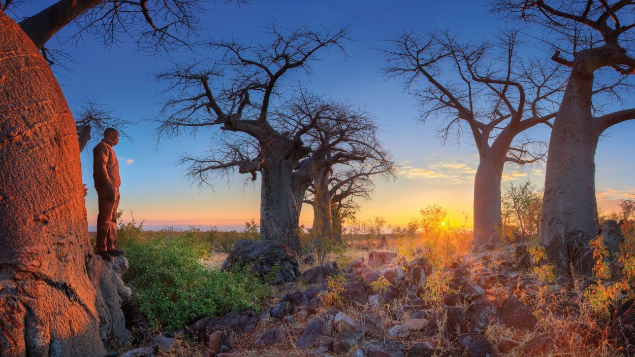 Марула дерево